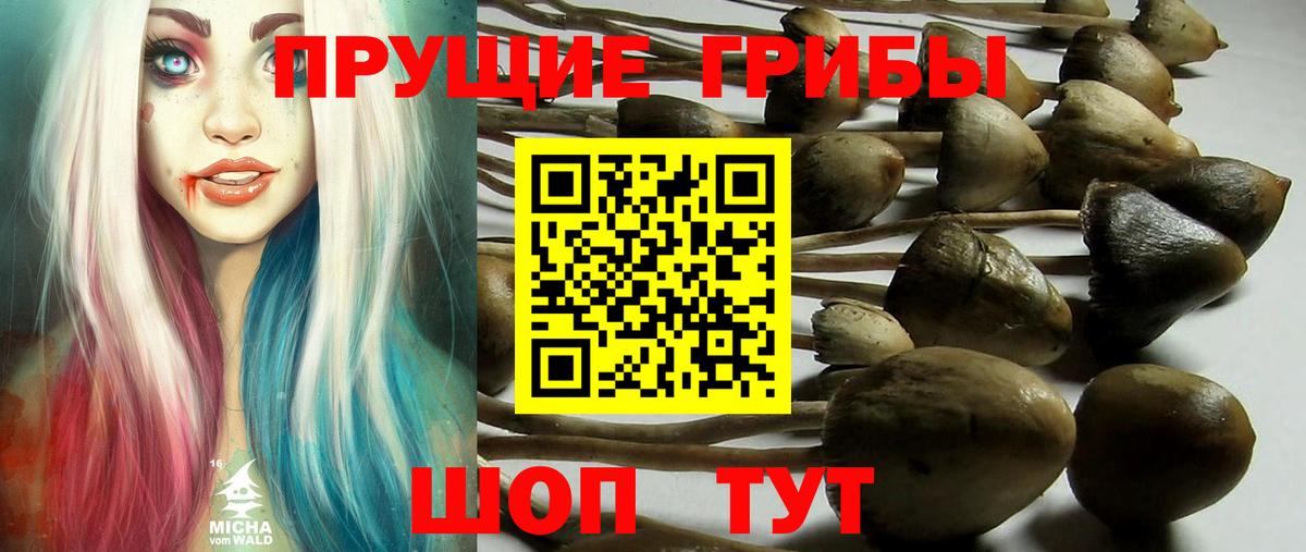 Псилоцибиновые грибы мицелий Каменск-Шахтинский